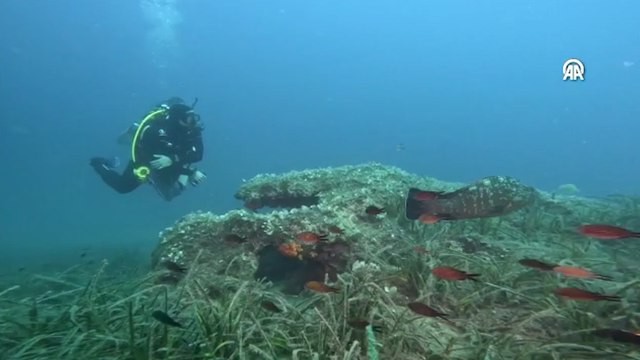 Nesli tehlike altındaki orfoz, İzmir açıklarında su altı cihazlarıyla izleniyor