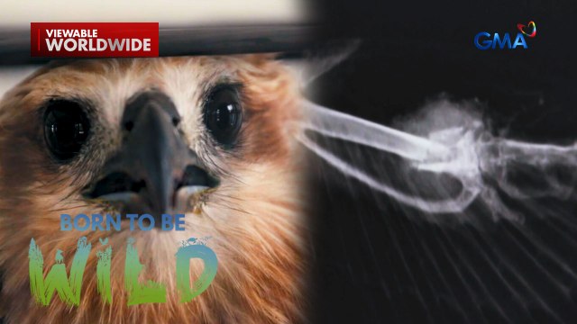 Doc Ferds Recio, ginamot ang isang lawin na may bali ang pakpak! | Born to be Wild