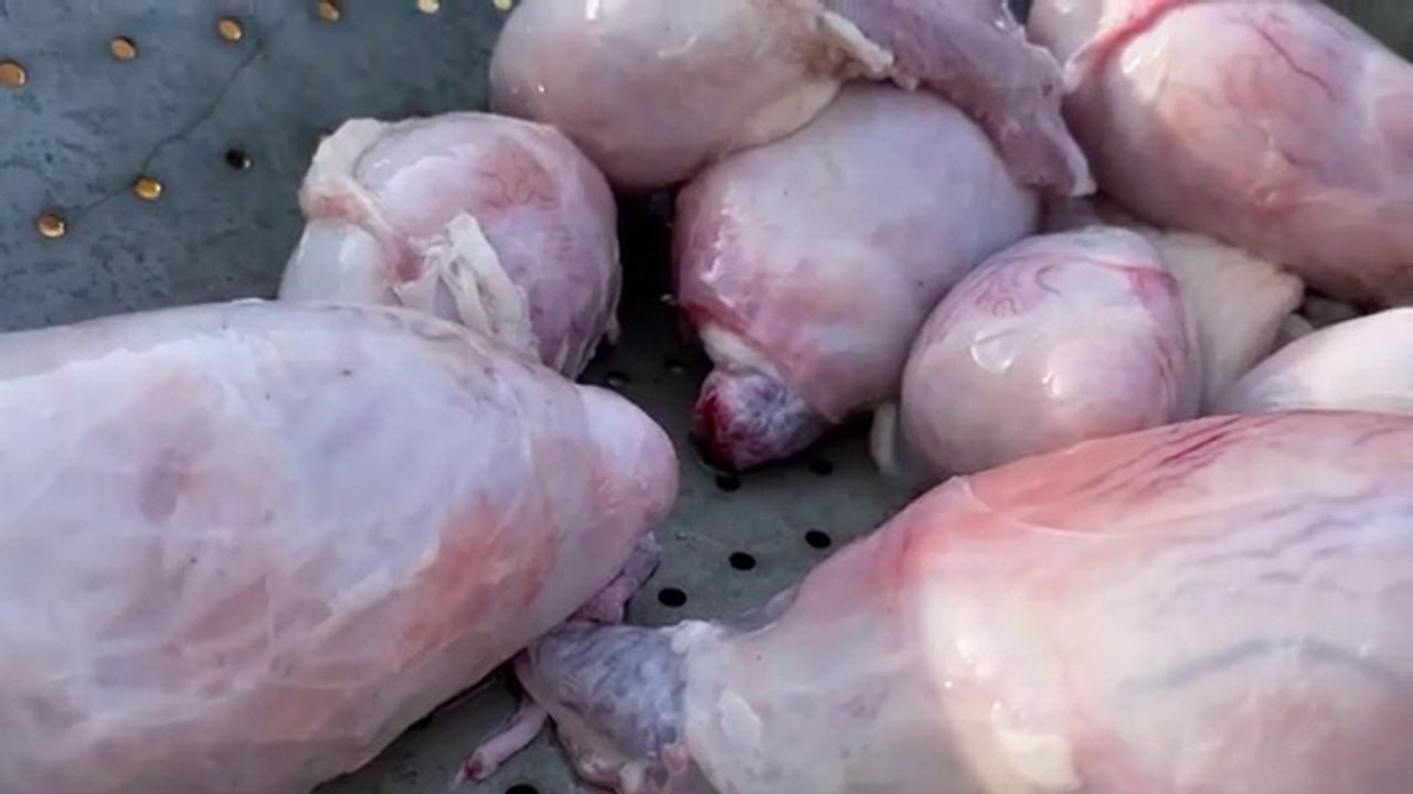 JUICY Recipe for Lamb TESTICLES on the Fire! How to cook delicious Lamb eggs_