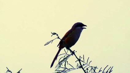 Long-tailed shrike Call Sound Song