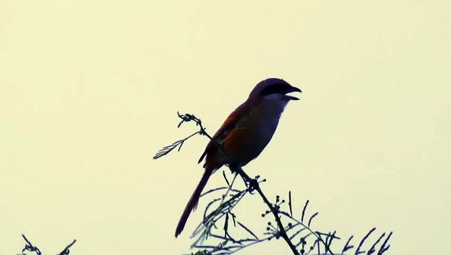 Long-tailed shrike Call Sound Song