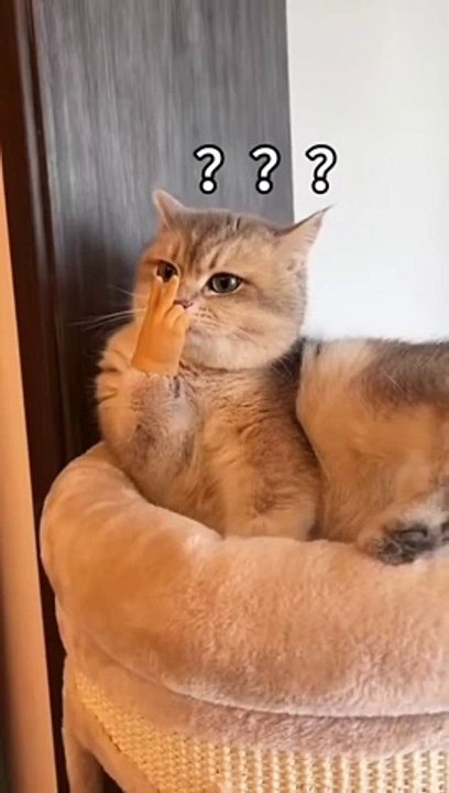 "When you're 90% fluff, 10% attitude."