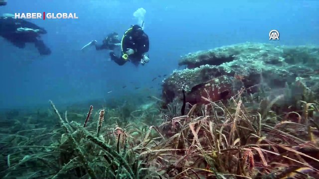İzmir'de su altında görüntülendi: Çok uzun bir yaşam döngüsü var, sayılarını tespit etmeye çalışıyoruz!