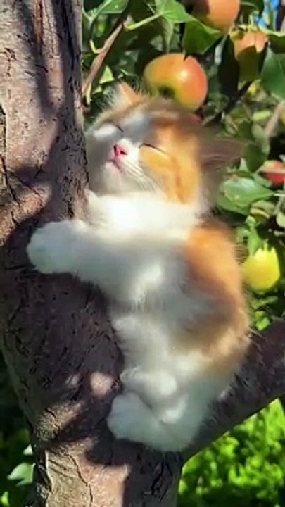 Different Cute Cat Scenes | Adorable Moments You’ll Love