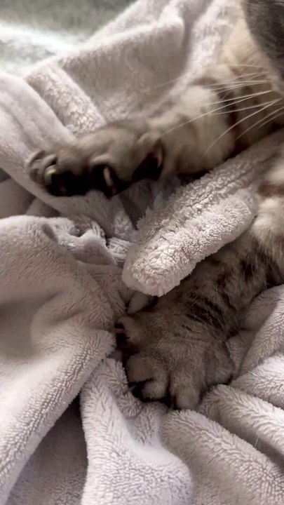 A cute cat sitting comfortably on a windowsill, bathed in soft sunlight. The cat has fluffy fur, large bright eyes, and a relaxed posture. The background shows a calm and cozy indoor setting