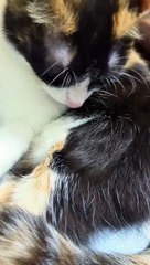 A cute cat sitting comfortably on a windowsill