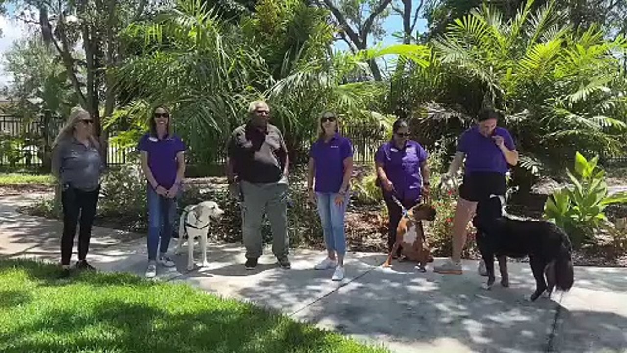 Dog Distraction ｜ Dogs Inc