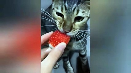  Funniest Cats and Dogs Videos  ||  Hilarious Animal Compilation Part No:22  #2024