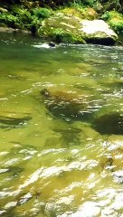 Arunachal Pradesh Crystal Clear River Fishing