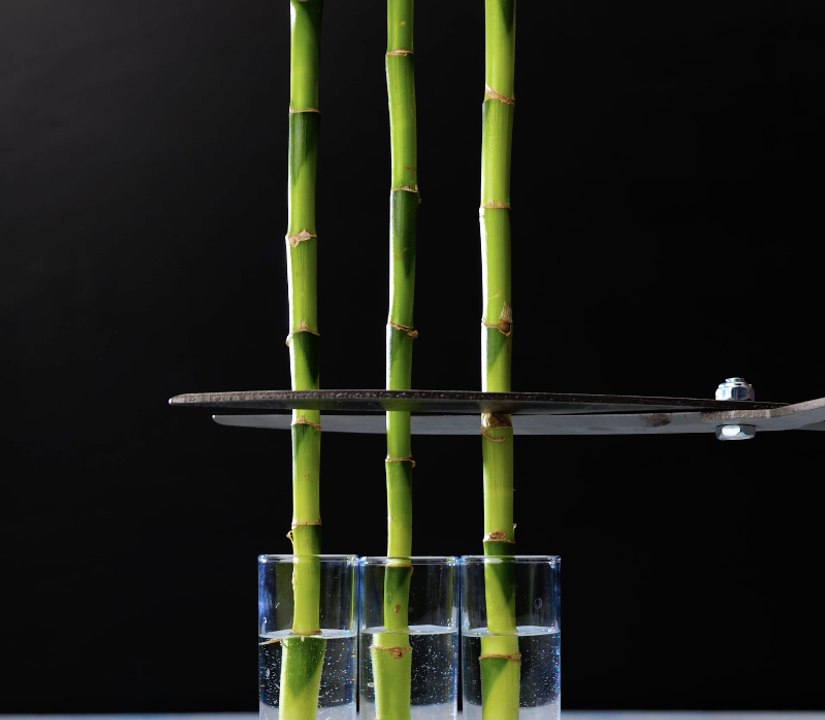 Des ASTUCES et des astuces incroyables pour faire pousser vos plantes ! 