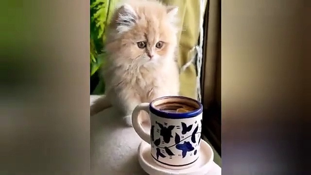 Funniest Cats and Dogs Videos  ||  Hilarious Animal Compilation Part No:23  #2024