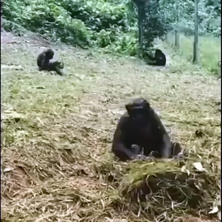 Funniest Cats and Dogs Videos Hilarious Animal Compilation Part No