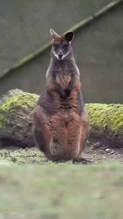 canguro