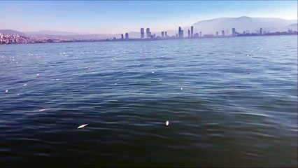 Beyazıt Karataş İzmir'de balık ölülerini görüntüledi