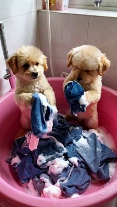 "These little paws know how to clean up! "