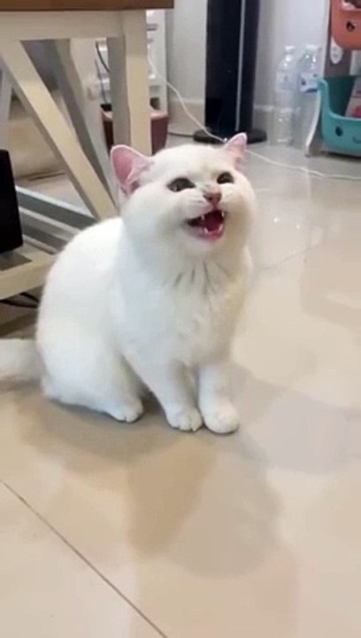 Cat funny video
