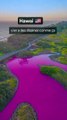 Qu'est ce qui rend tous ces lacs roses partout dans le Monde?