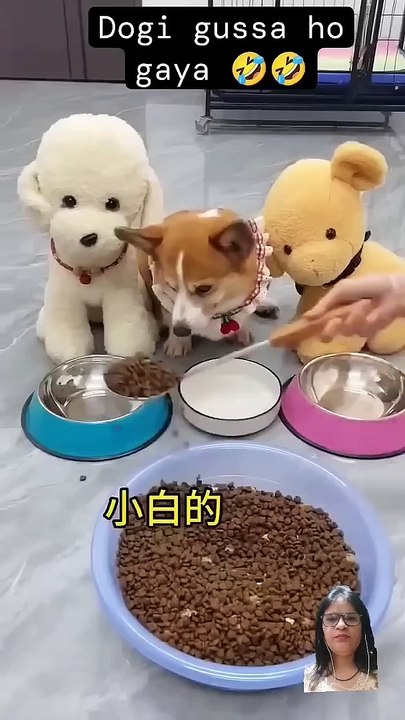 Angry dog  #birds #phonker #hiphop #follow #automobile #musicgenre #music #pigeon #hiphopmusic