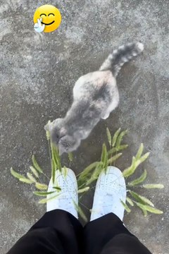 funniest animals 2024 | cute animals #funnycat​ #catmemes​ #cat​ #funny​ #cat​ #dog​ #funnycats​ #funnydogs​ #funnyanimals​ #funnyvideos​ #cutecat​ #cuteanimals​ #cutedog​ #catvideos​ #dogvideo​ #funny​ #cutecat​ #pets​