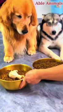 Cheating with the golden retriever funny #pets #dogs #viral