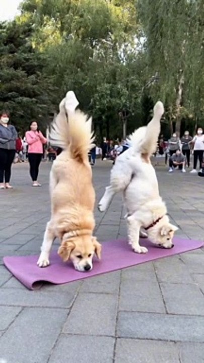 Funny Cats and Dogs