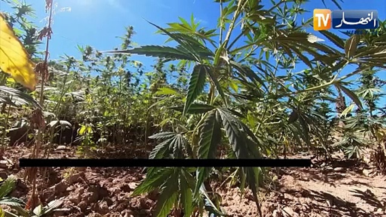 المغرب :  إسكوبار الصحراء..التجارة بالمخدرات وتهريبها تفضح تورط وفساد نظام المخزن