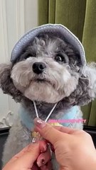 cute puppies funny moment cute overload ❤️#hellomochi #shorts #dog #funnydogs #funnyanimals #bichon