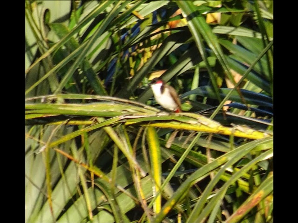 Oiseaux vus sur l'ïle de La Réunion