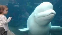Funny Kids at the Aquarium - Girl SPOOKED By A beluga whale