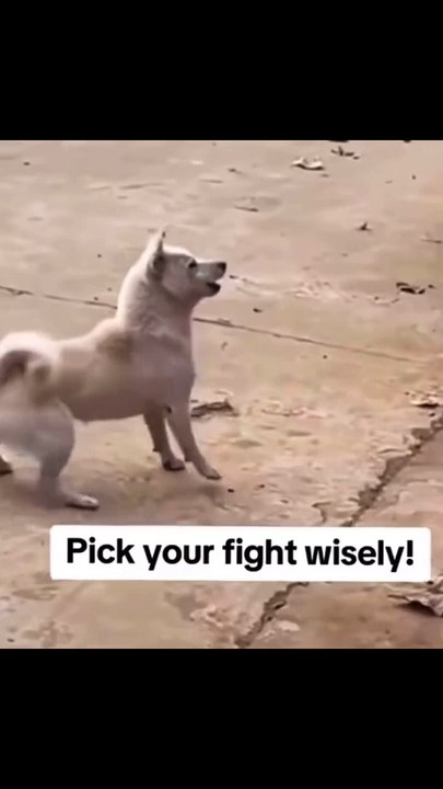 Dogs Fight