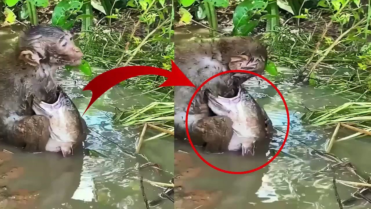 Big Fish Eating a Monkey