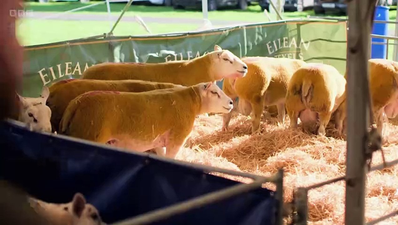 Countryfile - Kelso Ram Sales