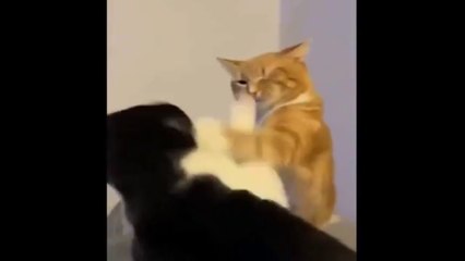 Funny Cats 2024  Cat Funny Videos − Funny Cat  #funnycats #cats #cat