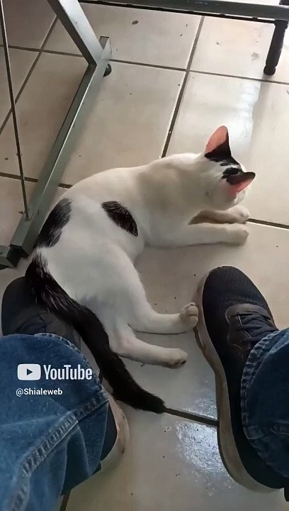 Ya esta Aqui El #Gato Pernanca en la oficina jugando conmigo #shorts #animales y #mascotas #peludo