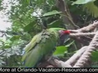 Talking Parrot at Animal Kingdom Disney