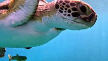 Voyage of the sea turtle