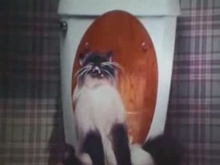 Le chat peteur - Vidéos Animaux - wideo