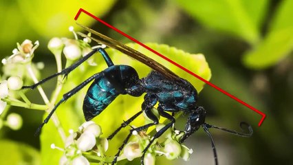 As Piores Dores Que Um Ser Humano Pode Sentir