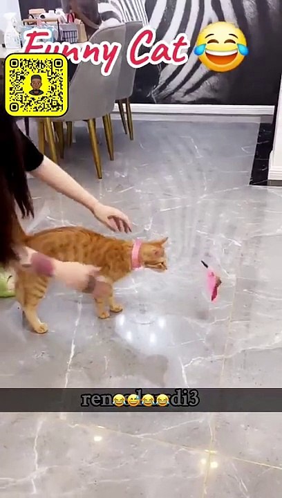 Funny cat