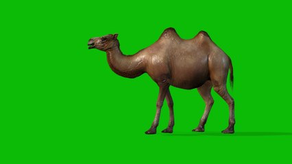 camel green screen video 4K