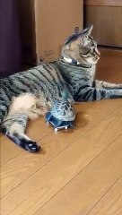 自分を猫だと思っているスケボー亀【A skateboarding turtle that thinks it_s a cat】(360P)