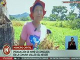 Comuna Valles del Neverí consolida la producción de maní en el estado Anzoátegui