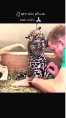 Leopard cub first time hug his owner _shorts _shortsfeed(360P)