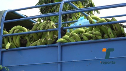 Incrementa el contrabando de plátano en Bocas del Toro