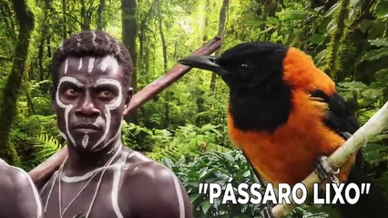 As Aves Mais Perigosas Da Terra