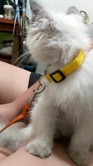 Welcome my new... Cat Percy us name