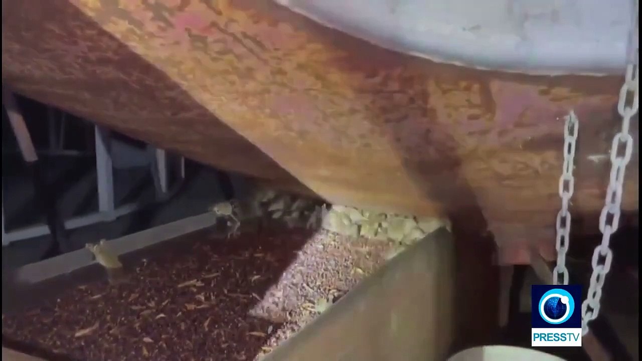 Video shows scale of mouse plague which affected r