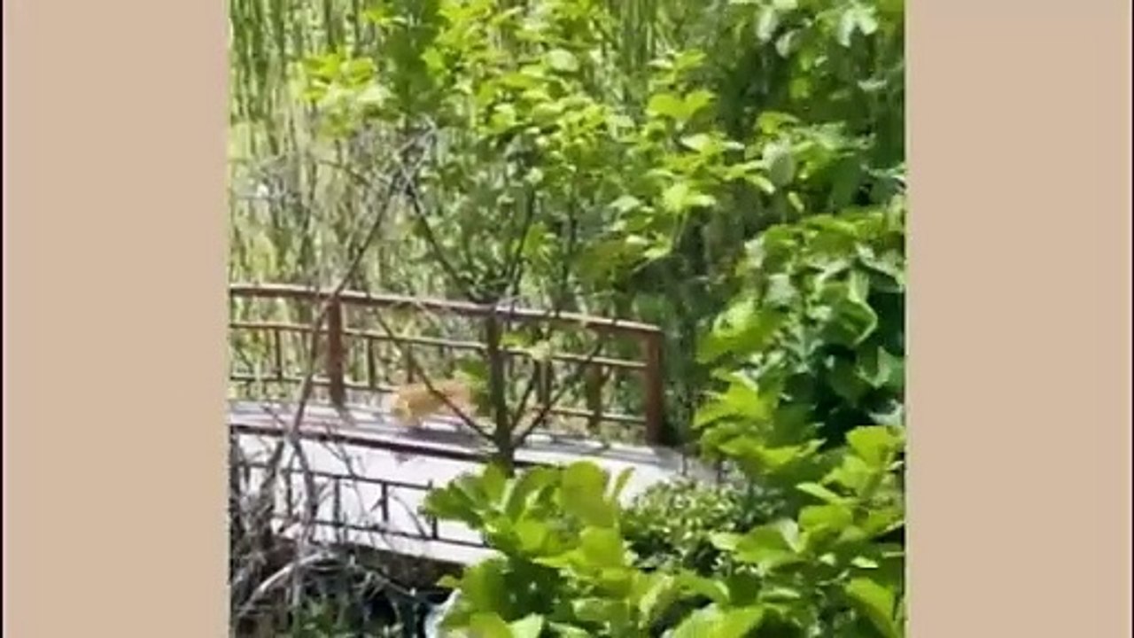 Funniest Cats and Dogs Videos  ||  Hilarious Animal Compilation Part No:32  #2024
