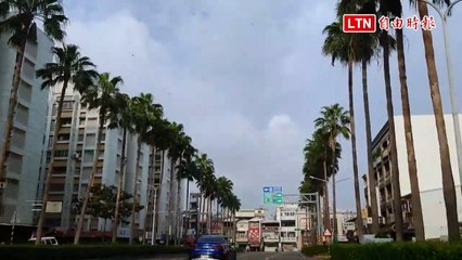 誰來搶救？台南大林椰道將走入歷史    53棵樹招誰惹誰命不保