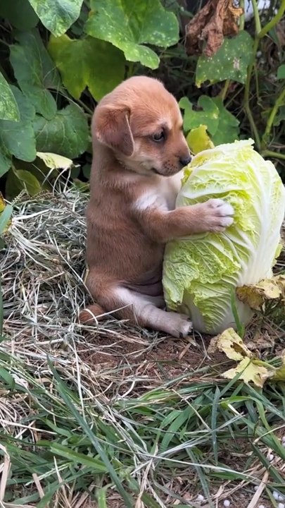 The Dog 